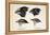 Darwin's Galapagos Finches-Stewart Stewart-Framed Premier Image Canvas