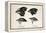 Darwin's Galapagos Finches-Stewart Stewart-Framed Premier Image Canvas
