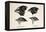 Darwin's Galapagos Finches-Stewart Stewart-Framed Premier Image Canvas