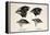 Darwin's Galapagos Finches-Stewart Stewart-Framed Premier Image Canvas