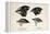 Darwin's Galapagos Finches-Stewart Stewart-Framed Premier Image Canvas