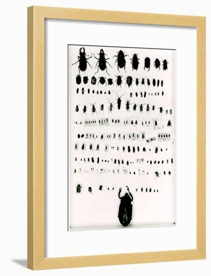 Darwin's Insect Collection-null-Framed Giclee Print