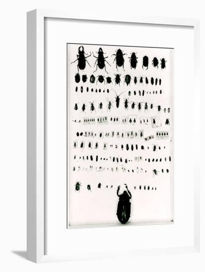 Darwin's Insect Collection-null-Framed Giclee Print