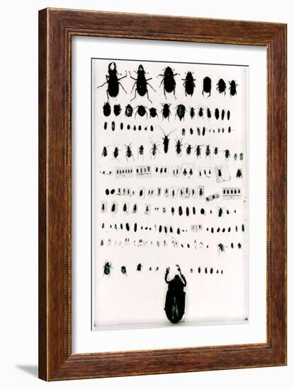 Darwin's Insect Collection-null-Framed Giclee Print