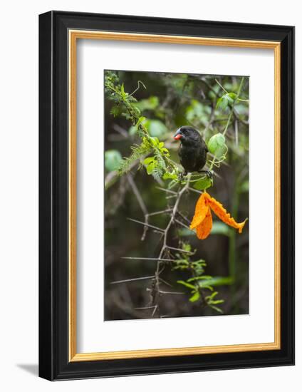Darwin's large ground finch feeding on Wild cucumber-Tui De Roy-Framed Photographic Print