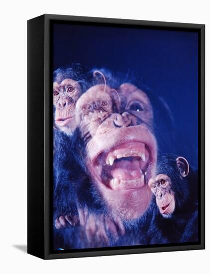 Darwin's Study of the Expressions of Monkeys in Formulating His Theory of Evolution-Mark Kauffman-Framed Premier Image Canvas