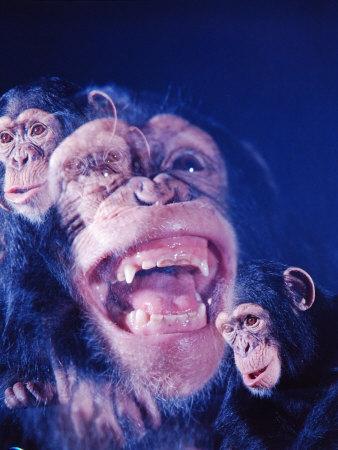 Darwin's Study of the Expressions of Monkeys in Formulating His Theory of Evolution' Photographic Print - Mark Kauffman Darwin's Study of the Expressions of Monkeys in Formulating His Theory of Evolution' Photographic Print - Mark Kauffman