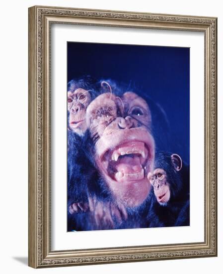 Darwin's Study of the Expressions of Monkeys in Formulating His Theory of Evolution-Mark Kauffman-Framed Photographic Print