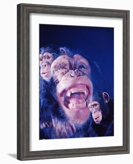 Darwin's Study of the Expressions of Monkeys in Formulating His Theory of Evolution-Mark Kauffman-Framed Photographic Print