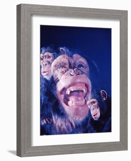 Darwin's Study of the Expressions of Monkeys in Formulating His Theory of Evolution-Mark Kauffman-Framed Photographic Print