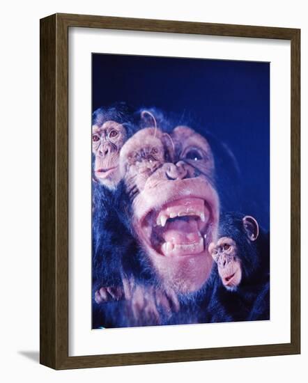 Darwin's Study of the Expressions of Monkeys in Formulating His Theory of Evolution-Mark Kauffman-Framed Photographic Print