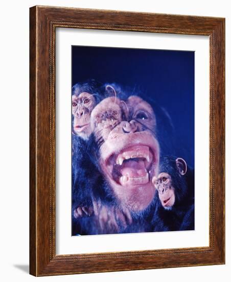 Darwin's Study of the Expressions of Monkeys in Formulating His Theory of Evolution-Mark Kauffman-Framed Photographic Print