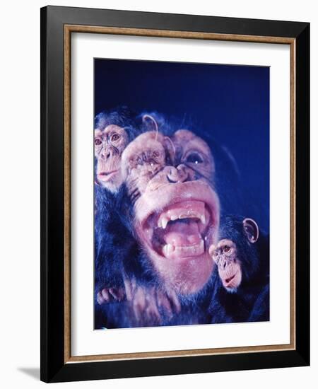 Darwin's Study of the Expressions of Monkeys in Formulating His Theory of Evolution-Mark Kauffman-Framed Photographic Print
