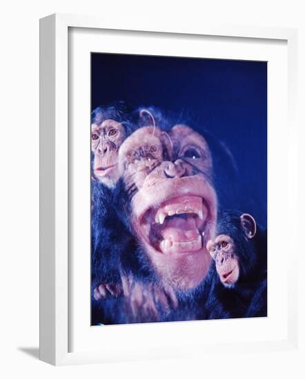 Darwin's Study of the Expressions of Monkeys in Formulating His Theory of Evolution-Mark Kauffman-Framed Photographic Print