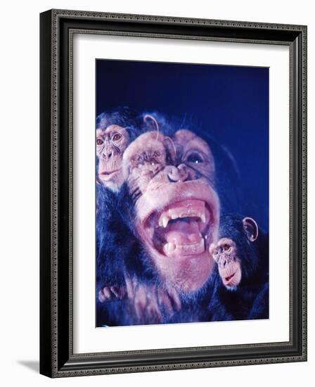 Darwin's Study of the Expressions of Monkeys in Formulating His Theory of Evolution-Mark Kauffman-Framed Photographic Print