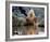 Daryl Hannah - The Clan of the Cave Bear-null-Framed Photo