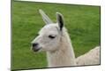 Photographic Print