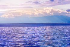 Swans on Water at Sunset Lighting-Dashabelozerova-Framed Photographic Print