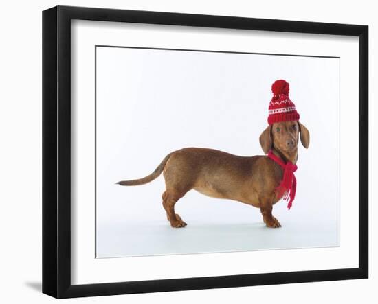 Dashing Dachshund-Assaf Frank-Framed Giclee Print