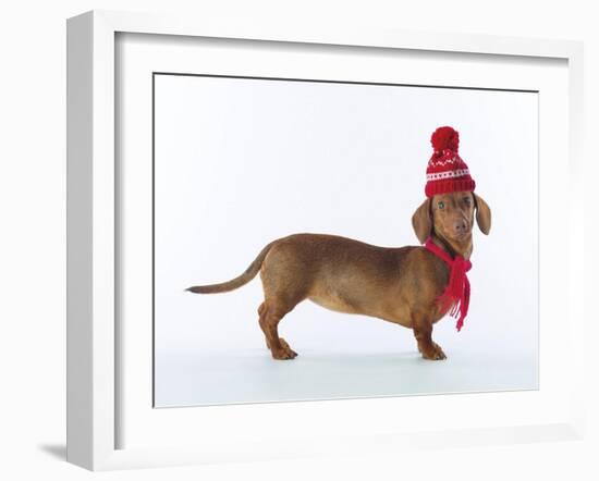 Dashing Dachshund-Assaf Frank-Framed Giclee Print