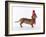 Dashing Dachshund-Assaf Frank-Framed Giclee Print