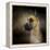 Dashing Great Dane-Jai Johnson-Framed Premier Image Canvas