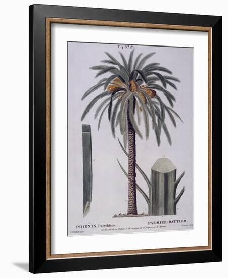 Date Palm (Phoenix Dactylifera), Arecaceae-null-Framed Giclee Print