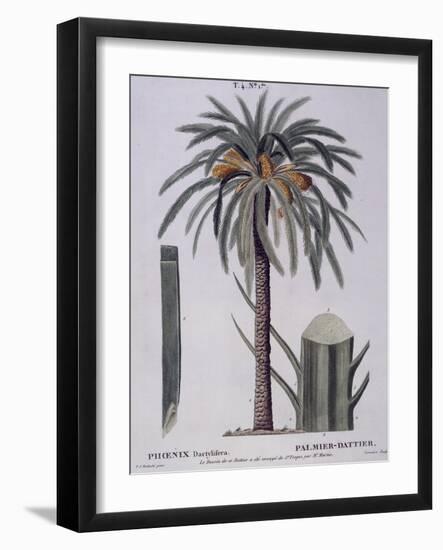 Date Palm (Phoenix Dactylifera), Arecaceae-null-Framed Giclee Print