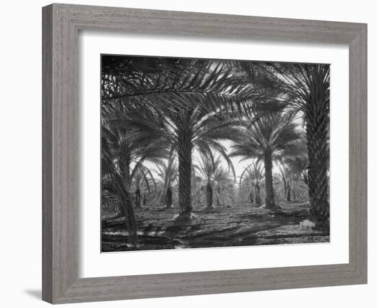 Date palms, California, 1937 (b/w photo)-Dorothea Lange-Framed Giclee Print