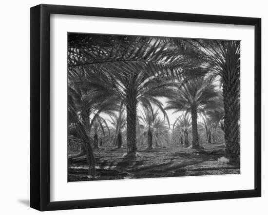 Date palms, California, 1937 (b/w photo)-Dorothea Lange-Framed Giclee Print