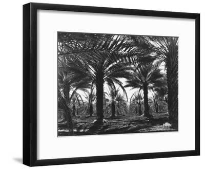 Date Palms Coachella Valley California Giclee Print Dorothea Lange Art Com