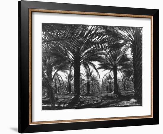 Date Palms, Coachella Valley, California-Dorothea Lange-Framed Giclee Print