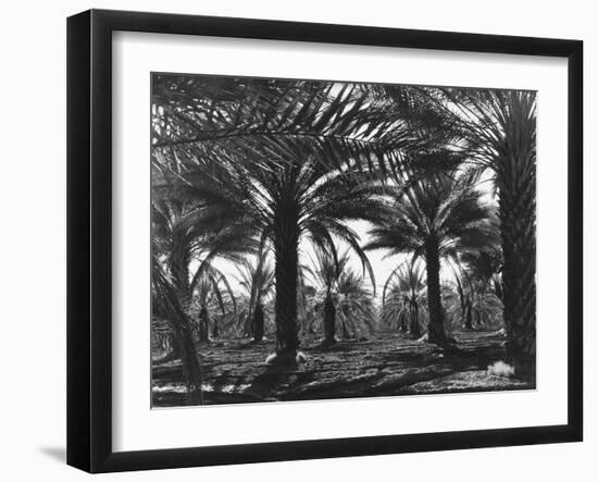 Date Palms, Coachella Valley, California-Dorothea Lange-Framed Giclee Print