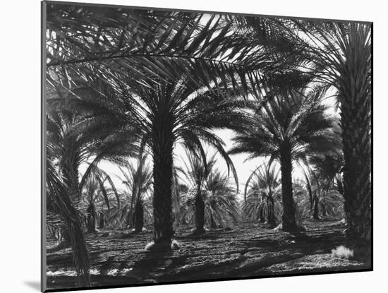 Date Palms, Coachella Valley, California-Dorothea Lange-Mounted Giclee Print