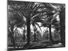Date Palms, Coachella Valley, California-Dorothea Lange-Mounted Giclee Print