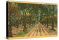 Stretched Canvas Print