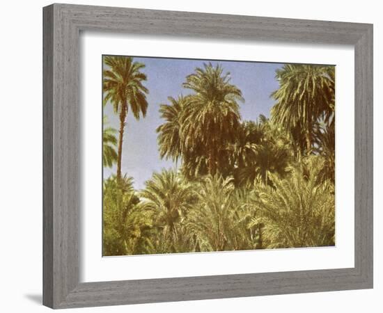 Date palms on Elephantine Island, Egypt-English Photographer-Framed Giclee Print