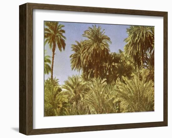 Date palms on Elephantine Island, Egypt-English Photographer-Framed Giclee Print