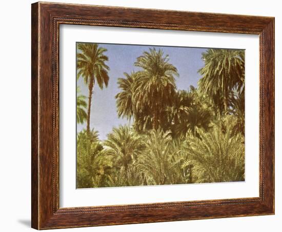 Date palms on Elephantine Island, Egypt-English Photographer-Framed Giclee Print