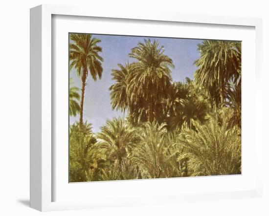 Date palms on Elephantine Island, Egypt-English Photographer-Framed Giclee Print