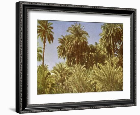 Date palms on Elephantine Island, Egypt-English Photographer-Framed Giclee Print