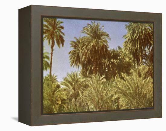 Date palms on Elephantine Island, Egypt-English Photographer-Framed Premier Image Canvas