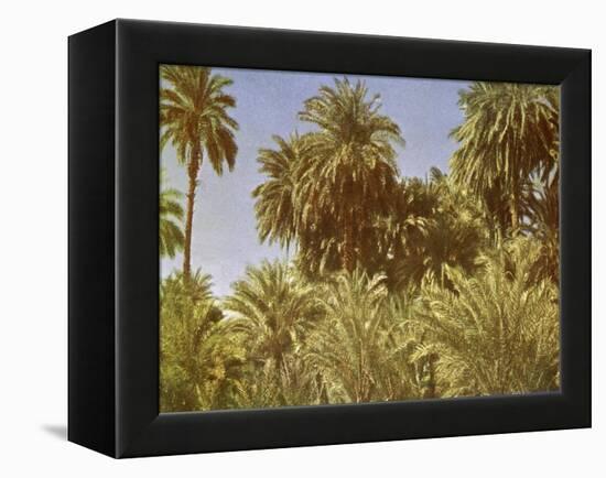 Date palms on Elephantine Island, Egypt-English Photographer-Framed Premier Image Canvas