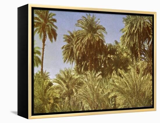 Date palms on Elephantine Island, Egypt-English Photographer-Framed Premier Image Canvas