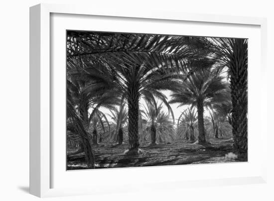 Date Palms-Dorothea Lange-Framed Premium Giclee Print