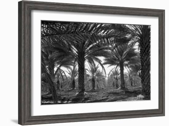 Date Palms-Dorothea Lange-Framed Art Print