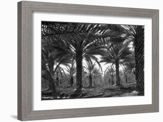 Date Palms-Dorothea Lange-Framed Art Print