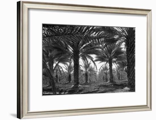Date Palms-Dorothea Lange-Framed Art Print