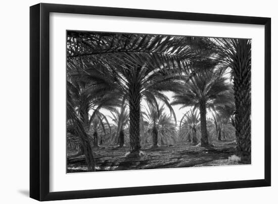 Date Palms-Dorothea Lange-Framed Art Print