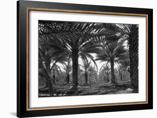 Date Palms-Dorothea Lange-Framed Art Print